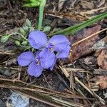 Tradescantia virginianaFiore