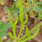 Ranunculus arvensis Blatt