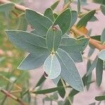 Eucalyptus parvula Hoja