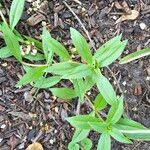 Diodia virginiana Leaf