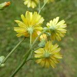 Crepis capillaris Цвят