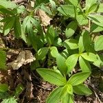 Galium circaezans Leaf