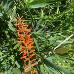 Aloe tenuior Λουλούδι