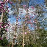 Magnolia campbellii عادت