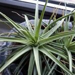 Tillandsia aeranthos 葉