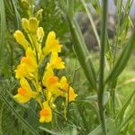 Linaria angustissima Flower