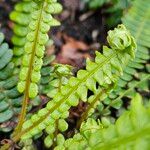 Blechnum spicant Hostoa