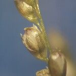 Sporobolus coromandelianus Flower