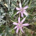 Geropogon hybridus Çiçek