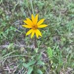 Helianthus occidentalis Flower