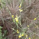 Genista polyanthos Flor