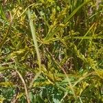 Cyperus microiria