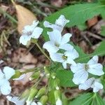 Cardamine heptaphylla പുഷ്പം