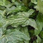 Arum italicum List