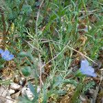 Linum pratense Агульны выгляд