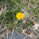 Taraxacum campylodes花