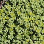 Herniaria alpina Kwiat