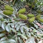 Caesalpinia bonduc Fruto