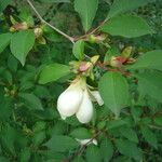 Stewartia serrata