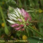 Trifolium mutabile Flor
