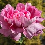 Dianthus caryophyllus Flower