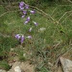 Campanula speciosa Habit