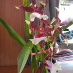 Oncidium altissimum Flor