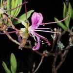 Rhododendron canadense 花