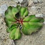 Mesembryanthemum crystallinum Leaf