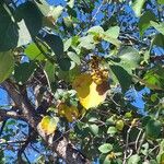 Cordia africana Lehti