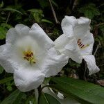 Rhododendron lindleyi Pokrój