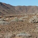 Euphorbia handiensis Habitat