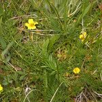 Potentilla millefolia Συνήθη χαρακτηριστικά