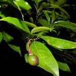 Nectandra umbrosa Fruit