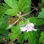 Geranium richardsonii Fleur