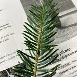 Abies cephalonica List