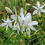 Anthericum ramosum Žiedas