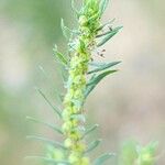 Bassia scoparia Flower