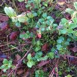 Vaccinium vitis-idaea Leaf