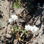 Phacelia distans Elinympäristö