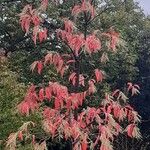 Oxydendrum arboreum Frunză