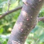 Populus alba Bark