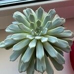 Echeveria elegans पत्ता