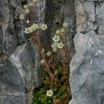 Sedum fragrans Vekstform