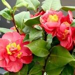 Camellia sasanqua Hoja