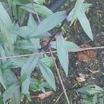 Symphyotrichum laeve Лист
