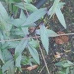 Symphyotrichum laeve Leaf