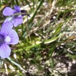 Pinguicula balcanica Blüte