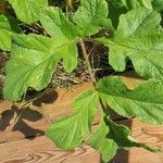 Heracleum sibiricumHostoa