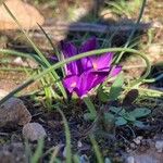 Romulea requienii Levél